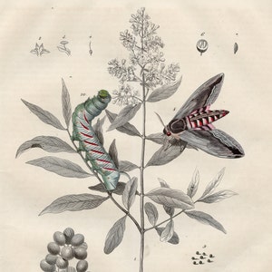 Berry grape, hawk-moth smashed berry, seed, greenish eggs, carterpillar - VERY RARE - Original lithography out of &quot;Das Buck der Welt&quot; 1847