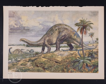 Brontosaurus: Herbivorous Dinosaur from Late Jurassic Period -  Original Vintage Lithograph print of Extinct Prehistoric Animals from 1960.