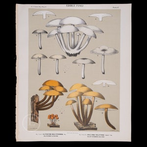 Peut inclure: Une illustration de deux types de champignons comestibles, le clitocybe multiforme et la collia à pied velouté. L'illustration est tirée d'un livre ancien sur les champignons comestibles. L'illustration montre les champignons à différents stades de croissance.