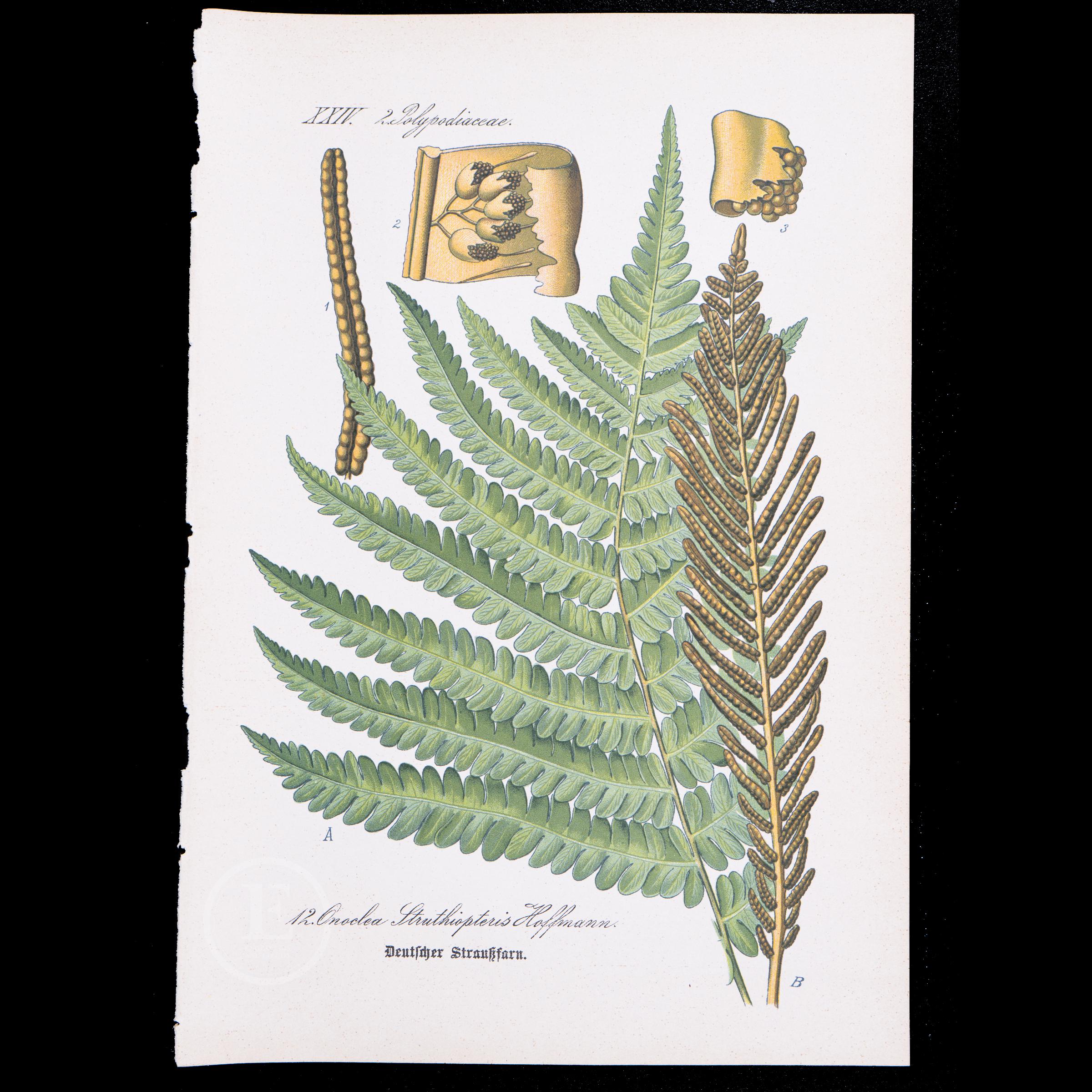 1886 センシティブ シダ - ドイツ、オーストリア、スイスの植物相から