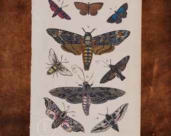 Moths: Hairstreak, Copper, Death's-head Hawkmoth, Eyed Hawk-moth - Original Lithography from Natural history by Heinrich Rebau, 1871