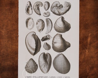 ANCIENT FOSSILS: Calceola Oyster, Exogyras, Spondylus, Gryphaea, Plicatula, Striped Lima    - Original Lithography of Fossils ca 1910