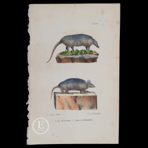 May include: A vintage illustration of two armadillos, one standing on a rock and the other on a stone block. The illustration is in color and features detailed drawings of the animals' scales and features. The text below the image reads "1. Le Cabassou. 2. Autre Cabassou."