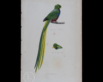 1840 QUETZAL - Hand-Colored Steel Engraving with Gum Arabic Finish from Complements de Buffon par P. Lesson - Scarce!