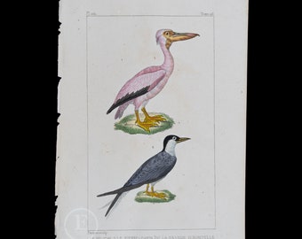 1829 -  PELICAN and STERN PARADISEA  – Hand-Colored Steel Engraving, Buffon