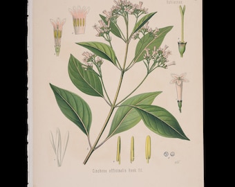 1887 QUININE BARK (Cinchona Officinalis) – Antique Botanical Print from Kohler’s Medicinal Plants