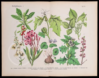 THE POISONOUS PLANTS 2  - Original Print out of the book "Praktischen Pflanzenkunde" 1800s