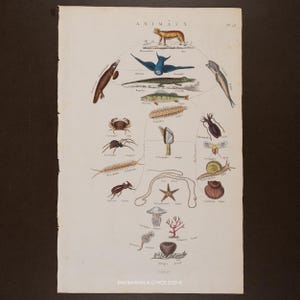 May include: Antique print featuring a detailed illustration of various animals, including a tiger, birds, fish, insects, and marine life. The artwork is in a vintage style, with hand-drawn depictions and labels. The title "ANIMAUX" is at the top.