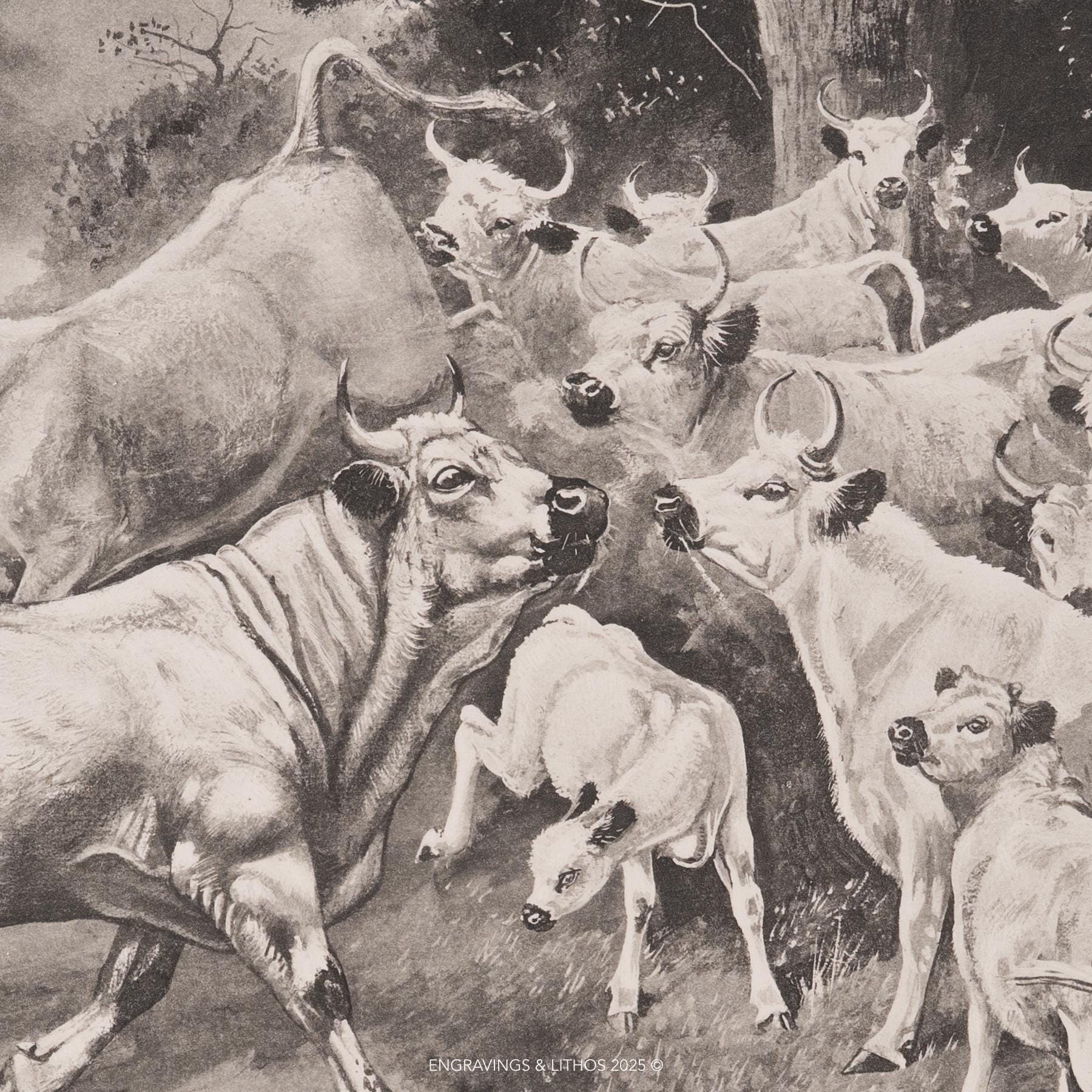 The Cadzow Herd of White Cattle / Heliogravure Etching "the Mammals of ...