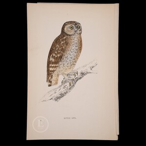 LITTLE OWL  - British Birds - Original colored engraving 1856, ornithology authentic plate!