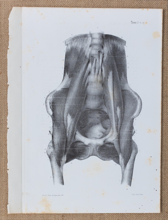 Lumbar Region: the Psoas Muscle RARE ORIGINAL PRINT From - Etsy