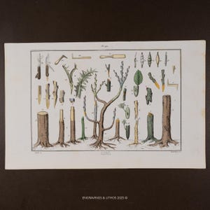 Op de afbeelding: Een vintage botanische prent die entmethoden illustreert. De afbeelding toont gedetailleerde tekeningen van boomstammen, takken, bladeren en gereedschappen. Het kleurenpalet omvat groen, bruin en geel, met het woord "Greffes" onderaan.