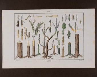 1846年 接ぎ木技術 - 『古典辞典』より、水彩で美しく彩色された非常に希少な版画