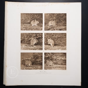 WOOD MICE / Heliogravure etching &quot;The Mammals of Great Britain and Ireland&quot; by J G Millais / Big print 13.5x12 in!