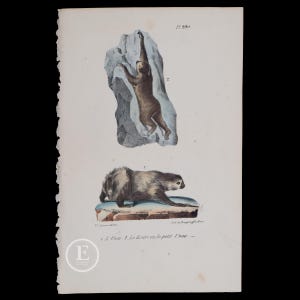 Puede incluir: Una ilustración antigua de dos perezosos, uno colgado de una roca y el otro acostado en el suelo. La ilustración está en color y tiene una estética vintage. El texto debajo de la imagen dice "Le Unau - R. Kours ou le petit ours - "