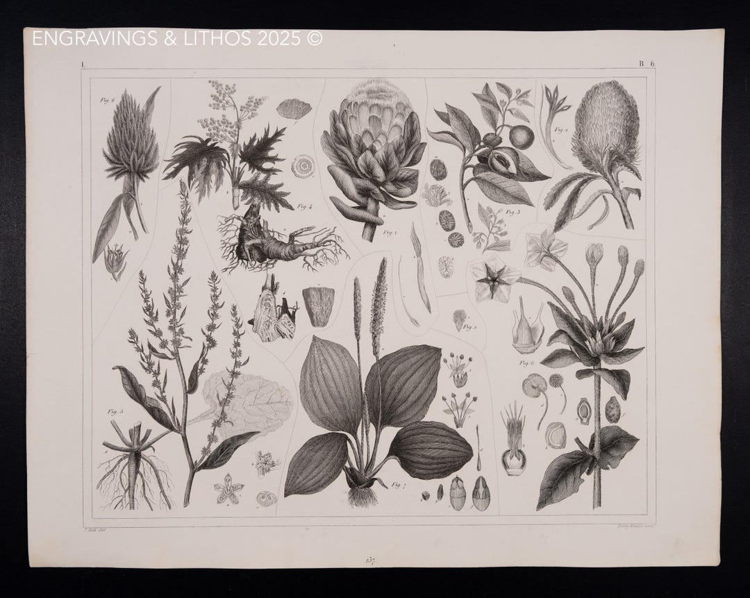 1849 EXOTIC ROOTS, LEAVES, and Blooms – Antique Engraving