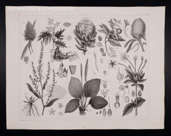 1849 EXOTIC ROOTS, LEAVES, and Blooms – antyczna rycina – oryginalny niemiecki druk encyklopedyczny, życie morskie, wystrój wiktoriański – rzadkość!