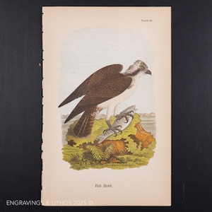 FISH HAWK - Original color lithography from Report on the Birds of Pennsylvania by B.H.Warren M.D. 1890