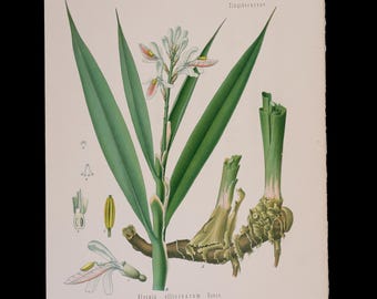 1887 GALANGAL MENOR (Alpinia Officinarum) – Lámina botánica antigua de Plantas Medicinales de Kohler