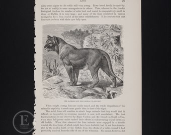 The Maneless Lion from Senegal - Original lithography from The Royal Natural History 1896