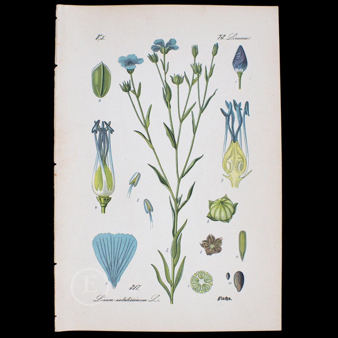 1886 FLAX or LINSEED - Flora of Germany, Austria and Switzerland