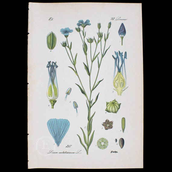 1886 FLAX or LINSEED - Flora of Germany, Austria and Switzerland