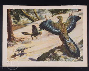 Compsognathus and Archaeopteryx from Late Jurassic Period    -  Original Vintage Lithograph print of Extinct Prehistoric Animals 1960