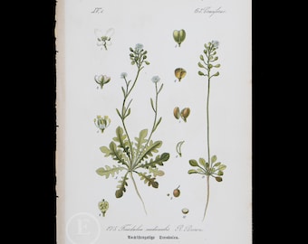 1886 SHEPHERD'S CRESS - Flora of Germany, Austria and Switzerland Original Botanical Chromolithograph