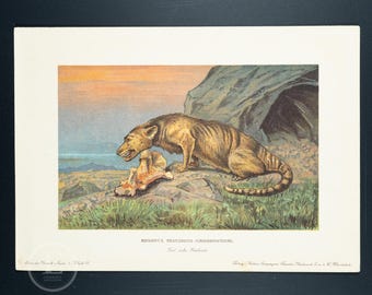 1902 CREODONTS, Carnivorous Mammals from Paleocene to Miocene  - Vintage print from Tiere der Urwelt (Creatures of the Primitive World)
