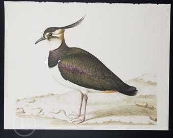 Grabado de avefría de 1970: Ilustración ornitológica vintage, Larousse Animals