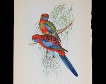 PENNANT PARAKEET (Platycercus pennantii)  - Vintage offset lithography print with stunning colors from 1940!