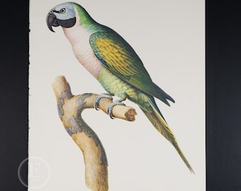 May include: A green and yellow parrot with a pink breast perched on a branch. The parrot has a dark gray head and a black beak.
