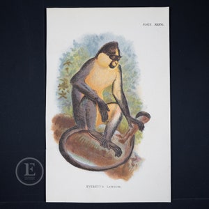 Konstantinos Languren - Original Chromolithographie Publiziert 1894-97, London für 'lloyds's Natural Nature' Lithographed by Wyman & Sons