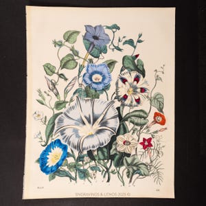 サハラ砂漠の砂嵐 - 非常に希少 - 1868年発行の「Das Buck der Welt