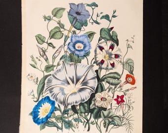 1859 Wind Flowers Engraving: Rare Botanical Print, Book of the World