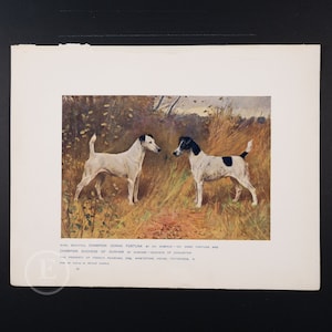 1912 FOX TERRIER DOGS - Original vintage lithography from The Book of the Dogs - Dog wall decor