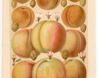 Peaches and Apricots - Original color lithography from Meyers Lexikon 1897