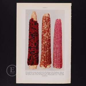 Op de afbeelding: Drie maïs kolven met verschillende kleurpatronen. De maïs aan de linkerkant is rood en zwart, de maïs in het midden is rood en wit, en de maïs aan de rechterkant is roze. De bijschrift luidt "Color patterns in corn ears achieved by the Indians of the Southwest. Left, an ear grown by the Tewa Indians; center and right, ears grown by the Navajo. The all-rose color is rare and found only in Indian-grown corn. About half natural size."