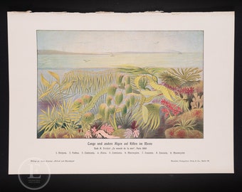 Antique Chromolithograph of Seaweed, Algae and Corals  - Weltall und Menschheit 1904  - Antique vintage lithograph of sea life