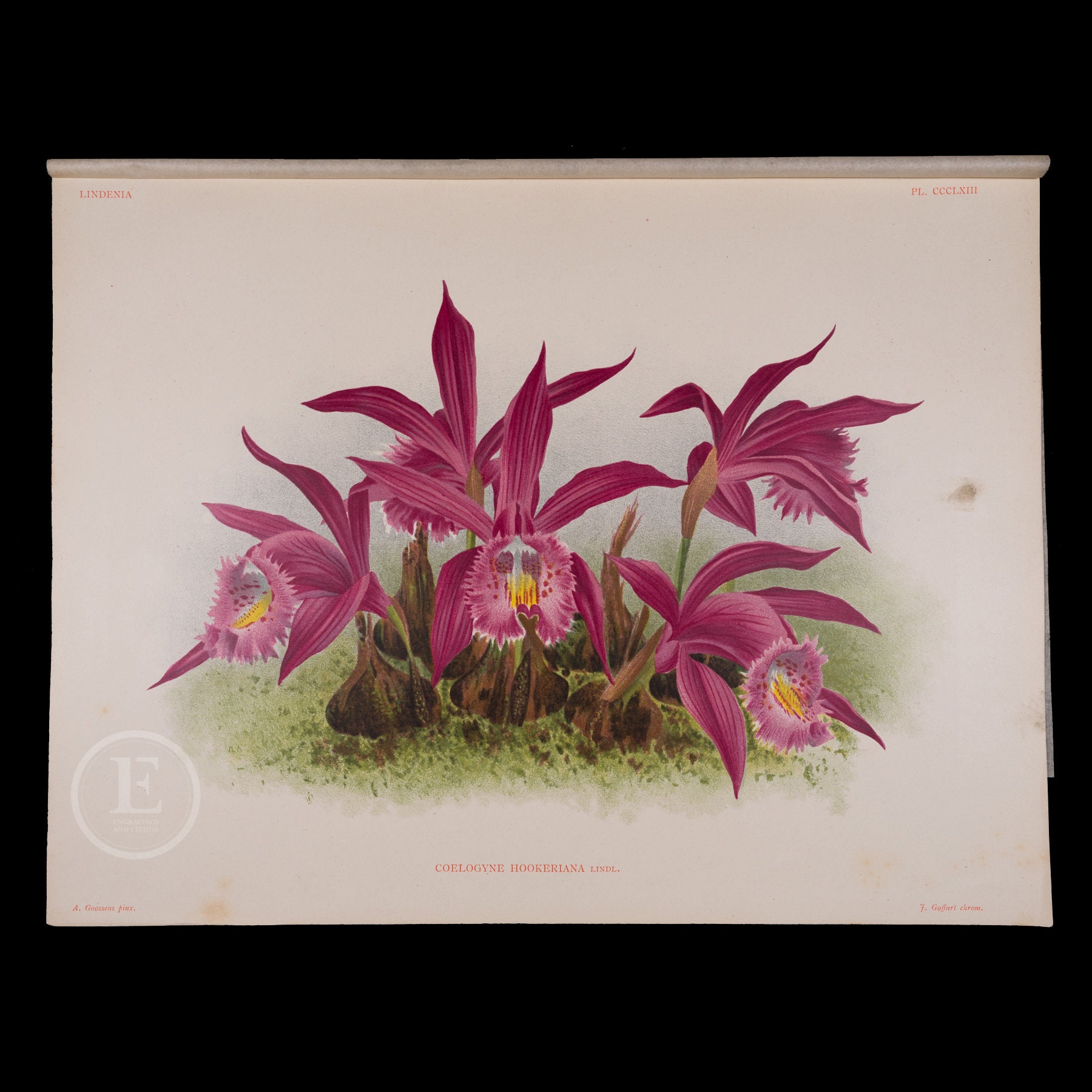 1892 Hooker's Coelogyne Orchid - Antique authentic lithograph by Jean Linden, Belgium, coming from Iconographie des Orchidees - Stunning!