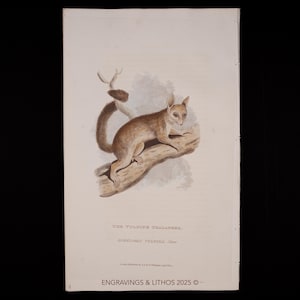 Puede incluir: Grabado antiguo de un falangero vulpino, un pequeño marsupial, posado en una rama. La ilustración presenta al animal en tonos marrones y beige, con una larga cola y orejas grandes. Incluye el texto: "THE VULPINE PHALANGER."