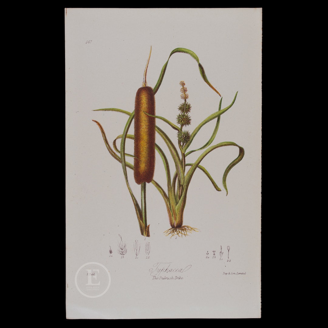 The BULRUSH TRIBE Very RARE Chromolithographs Published 1868 ...
