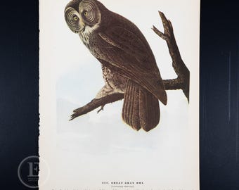 1937年「ジョン・ジェームズ・オーデュボンのアメリカの鳥」よりオオカミフクロウ - プリント1枚購入でもう1枚無料!