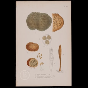 May include: A vintage botanical illustration of three types of fungi: Tuber aestivus, Melanogaster variegatus, and Geoglossum uliginosum. The illustration is in colour and features detailed drawings of the fungi.