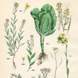 Steinkohl, Muskweed, Schleifenblume, Rotkohl, wilder Senf, Senfgelb original Platte aus &quot;Pflanzen-Atlas - Carl Hofman 1883