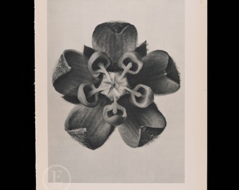 ORIGINAL PHOTOGRAVURE BOTANICAL -  Common Milkweed - Saw-leaved Salsify    by Karl Blossfeldt from 1935 -  printed on both sides