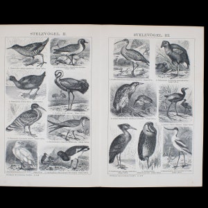 May include: A black and white illustrated guide to different types of wading birds. The book features detailed drawings of birds with their names and measurements in German. The title of the book is "Stelzvögel II" and "Stelzvögel III".