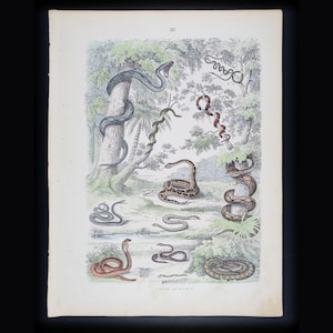 Könnte beinhalten: Eine antike Illustration verschiedener Schlangen in einer Dschungelumgebung. Die Schlangen sind in verschiedenen Farben und Mustern dargestellt, darunter Grün, Braun und Rot. Die Illustration ist von einem weißen Rand umgeben und enthält die Nummer "90" in der oberen Mitte.