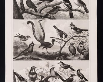 1901 | チフチャフプリント | アンティークオリジナルカラーリトグラフ