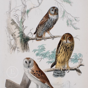 Tawny Owl, Barred Owl and Barn Owl / Authentic Steel engraving and hand-colored Ouvres de Buffon par M.A. Richard 1852